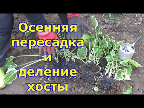 Видео: Пересадка (посадка) хосты осенью. Деление куста и уход после посадки, подготовка хосты к зиме