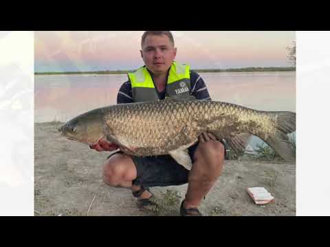 Видео: ЗАЧЕТНЫЙ АМУР 15 КГ. БАКАНАС РЕКА ИЛИ. РЫБАЛКА 2021