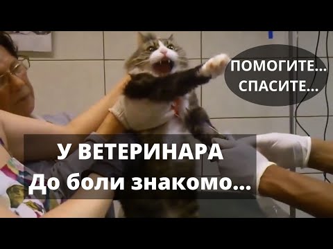 Видео: Кот на Приеме у Ветеринара. У Кота Стресс.