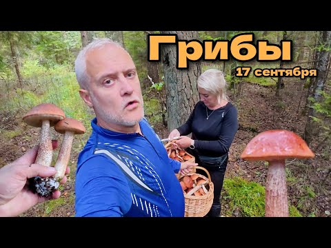 Видео: Грибы! Много подосиновиков! 17 сентября. Латвия, регион Курземе | Latvija