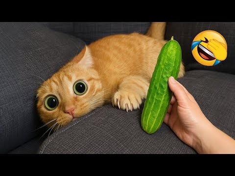 Видео: Приготовься смеяться до слёз с этими супер забавными животными! 🤣