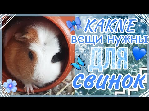 Видео: Что нужно для появления морской свинки|какие вещи купить|СВИНКИ с МОРЯ