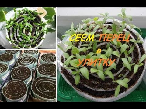 Видео: Сеем ПЕРЕЦ в Улитку. Рассада без пикировки.