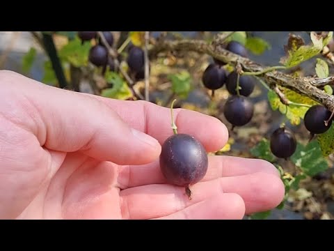 Видео: #аґрус   Нєкрасовський, стійкий безшипий сорт