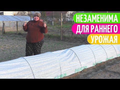 Видео: ОТЛИЧНАЯ Альтернатива ТЕПЛИЦАМ. Садим-сеем.