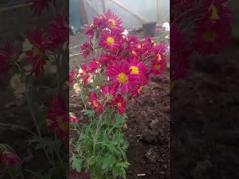 Видео: Новая хризантема.