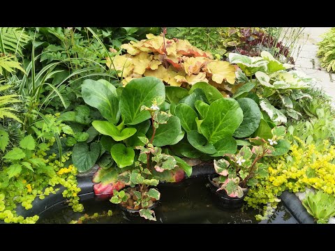 Видео: Выращивание бадана в грунте.