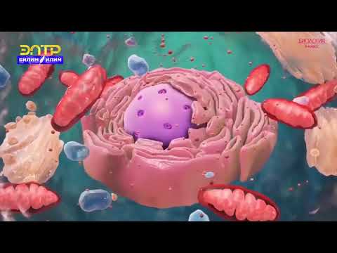 Видео: 8-класс | Биология | Заттардын жана энергиянын алмашуусу