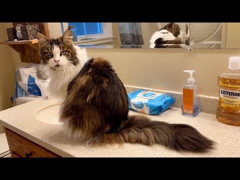 Видео: Лунная кошка знает, чего хочет 😲 Животные любят текущую воду