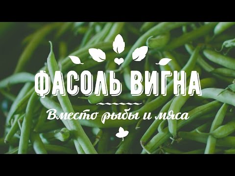 Видео: СПАРЖЕВАЯ ФАСОЛЬ вместо РЫБЫ и МЯСА. Вигна японская. Выращивание и польза