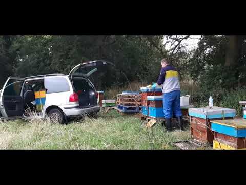 Видео: Пчеловодство в Англии. Перевозка пчел на вереск. Ч2