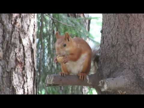 Видео: Белка под расслабляющую музыку Enya - Blue Fairy and squirrel