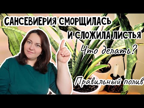 Видео: Почему сансевиерия потеряла тургор и сложила листья? Что делать?