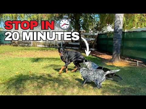 Видео: Хилер x Бордер-колли: быстро положить конец издевательствам между собаками