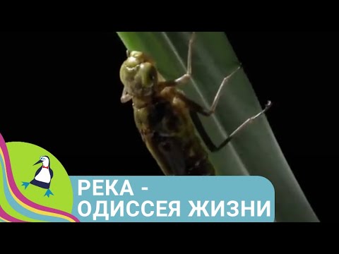 Видео: 👨‍👨‍👧‍👧 ИССЛЕДОВАНИЕ ФЛОРЫ И ФАУНЫ РЕК ЮЖНОЙ КОРЕИ! Река - Одиссея жизни. Все серии. Фильм в HD.