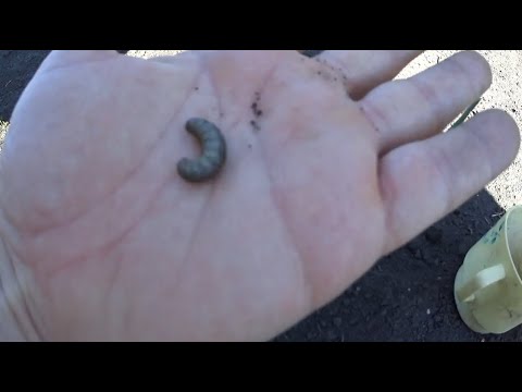 Видео: Дача #10 Борьба с подгрызающей совкой