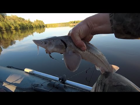 Видео: Осетр, стерлядь, кастрюк! Рыбалка в паводок на спиннинг, перетягу. Стерлядь 29-31 мая р.Чулым.