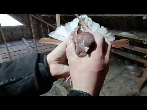 Видео: Николаевские голуби, Пеева Андрея г. Болград (жёлтые)