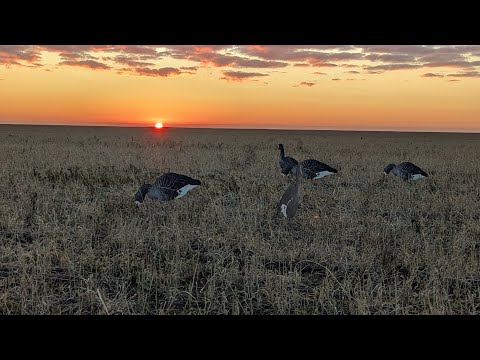 Видео: Охота на гуся в Казахстане! Как она есть! Короткий выезд в поля!