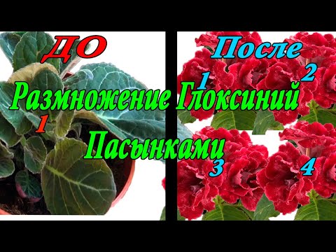 Видео: Размножение Глоксиний Пасынками