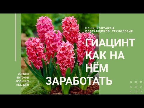 Видео: Гиацинты. Как на них заработать. Технология выгонки