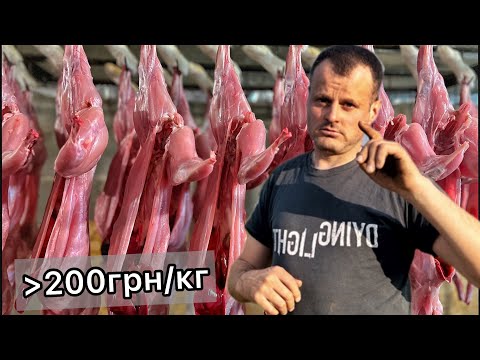 Видео: Вартість на м‘ясо кролика збільшується: Що робити?