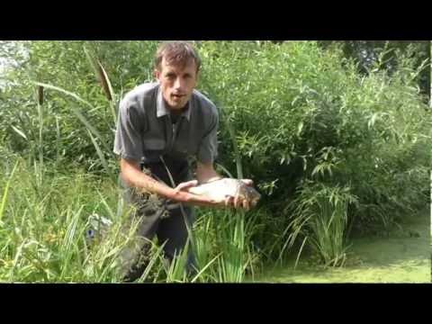 Видео: Карпы на бесхозном пруду - секретный эксперимент (2 часть)