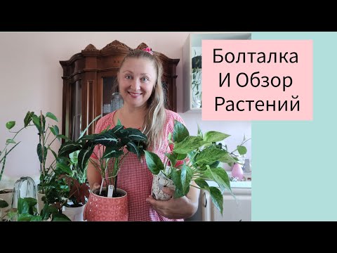 Видео: Болталка и обзор Растений