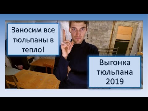 Видео: Заносим все тюльпаны в тепло. Выгонка тюльпанов 2019