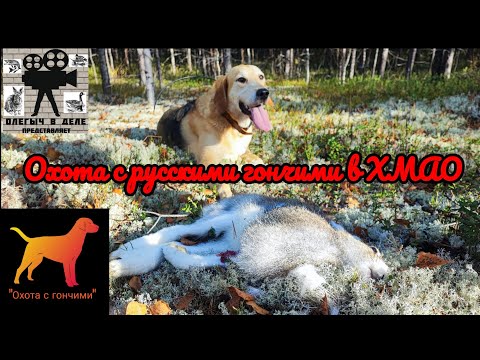 Видео: Охота с русскими гончими в ХМАО. РГ - Айда. 6 октября. 2023.
