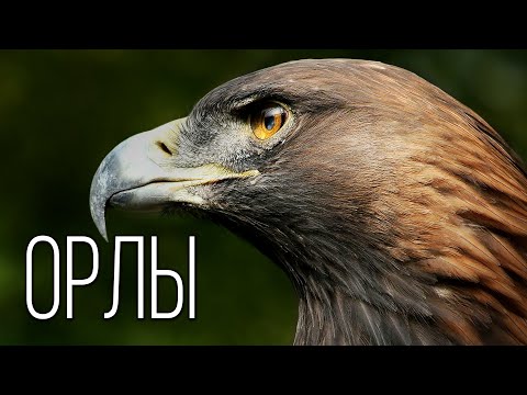 Видео: Орел: Повелитель Неба | Интересные факты про орлов