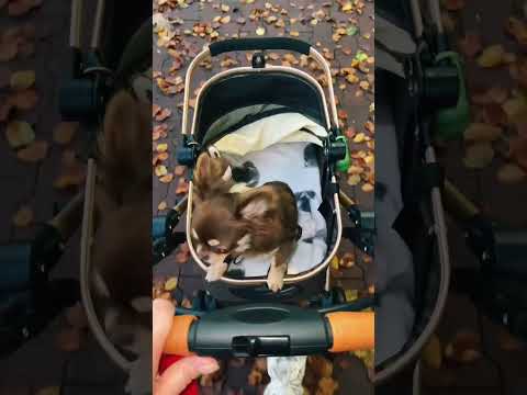 Видео: Осень 🍂 #chihuahua #dog #осень