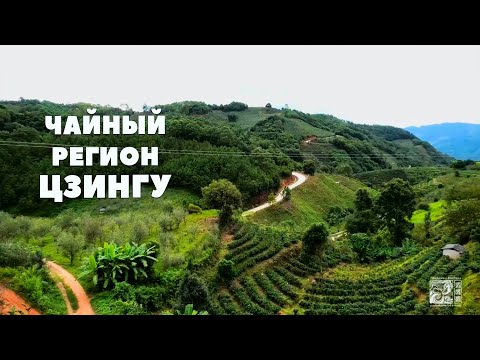 Видео: Пуэр с древних деревьев горы Кучжушань. Чайный регион Цзингу.