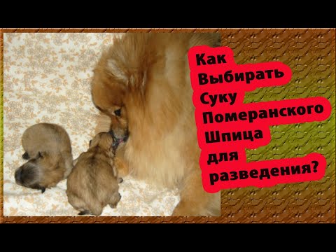 Видео: Как выбирать суку для разведения померанского шпица?