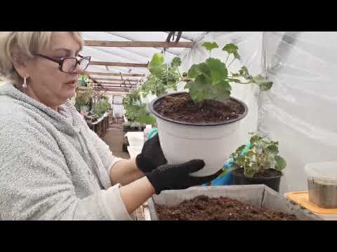 Видео: Замена грунта у пеларгонии.