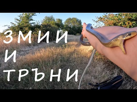 Видео: ЗМИИ И ТРЪНИ SNAKES AND BUSHES #animals #reptiles #snake #nature #foraging #herping #herbs