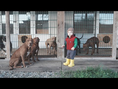 Видео: Маленький Влог с Бандой Dragon Life. Питбули Волки Ребенок Человек.