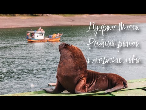 Видео: Пуэрто Монт. Большой выпуск. Морские львы и рыбный рынок. Знакомство с местными.