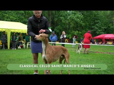 Видео: Мир Борзых 2023. Грейхаунд