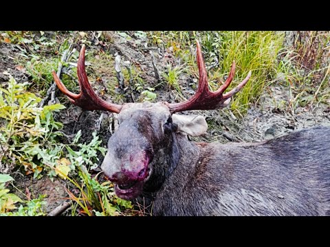 Видео: Загонная ОХОТА. ЛОСЕЙ ВЗЯЛИ. 29 октября 2022г.