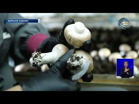 Видео: Алматы облысында саңырауқұлақ шаруашылығы қарқын алды