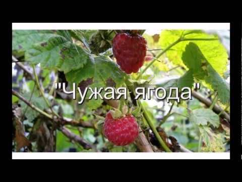 Видео: Валентина Рязанова - ЧУЖАЯ ЯГОДА (муз. и сл. В. Караблина)