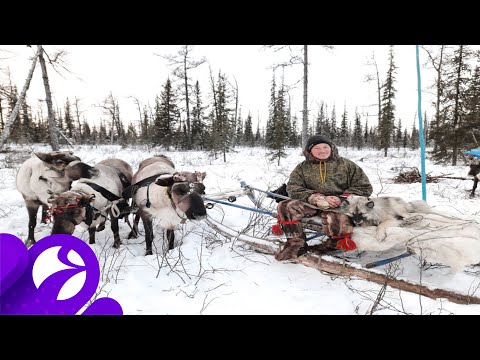 Видео: Пути каслания хантов. Северный колорит.02.02.2021