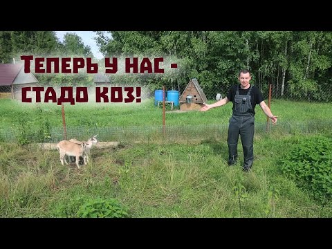 Видео: Заводим стадо коз и работаем на советской ферме!