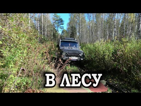 Видео: РЫБАЛКЕ КОНЕЦ едем на тихую охоту в рыжики