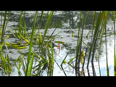 Видео: Я В ШОЦІ! ЖОР КІЛОГРАМОВИХ ЖОВТИХ КАРАСІВ НА 30 см глибині!