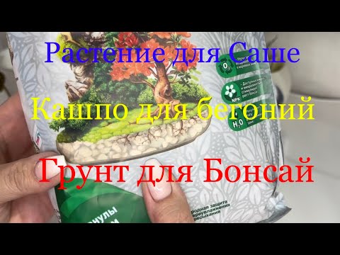 Видео: 29.05.23 Грунт Для Бонсай ! Новые Кашпо для Бегоний! Растение для СашЕ и Пересадка Бугенвиллии 😉