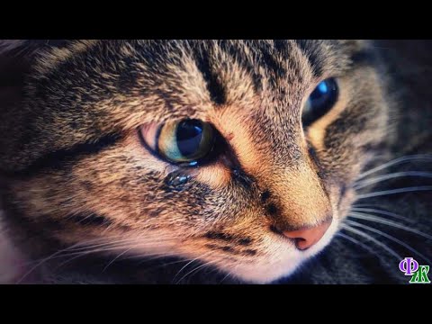 Видео: «Ты живая там?» - хозяйка тыкала палкой КОШКУ, рожавшую в одиночестве в пыли под крыльцом