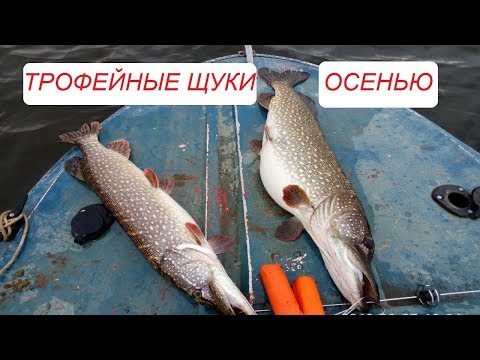 Видео: Ловля трофейной щуки.  Рыбалка троллингом осенью.