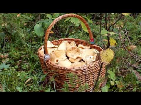 Видео: Невероятное "поле"  жёлтых груздей.